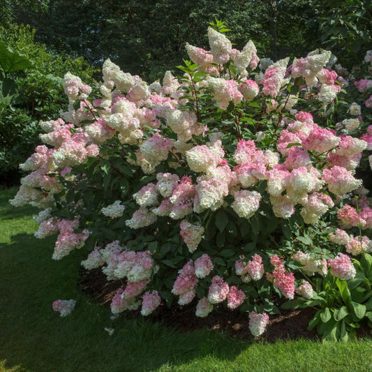 Close-Up of Vanilla Strawberry Hydrangea Pink White Flowers
