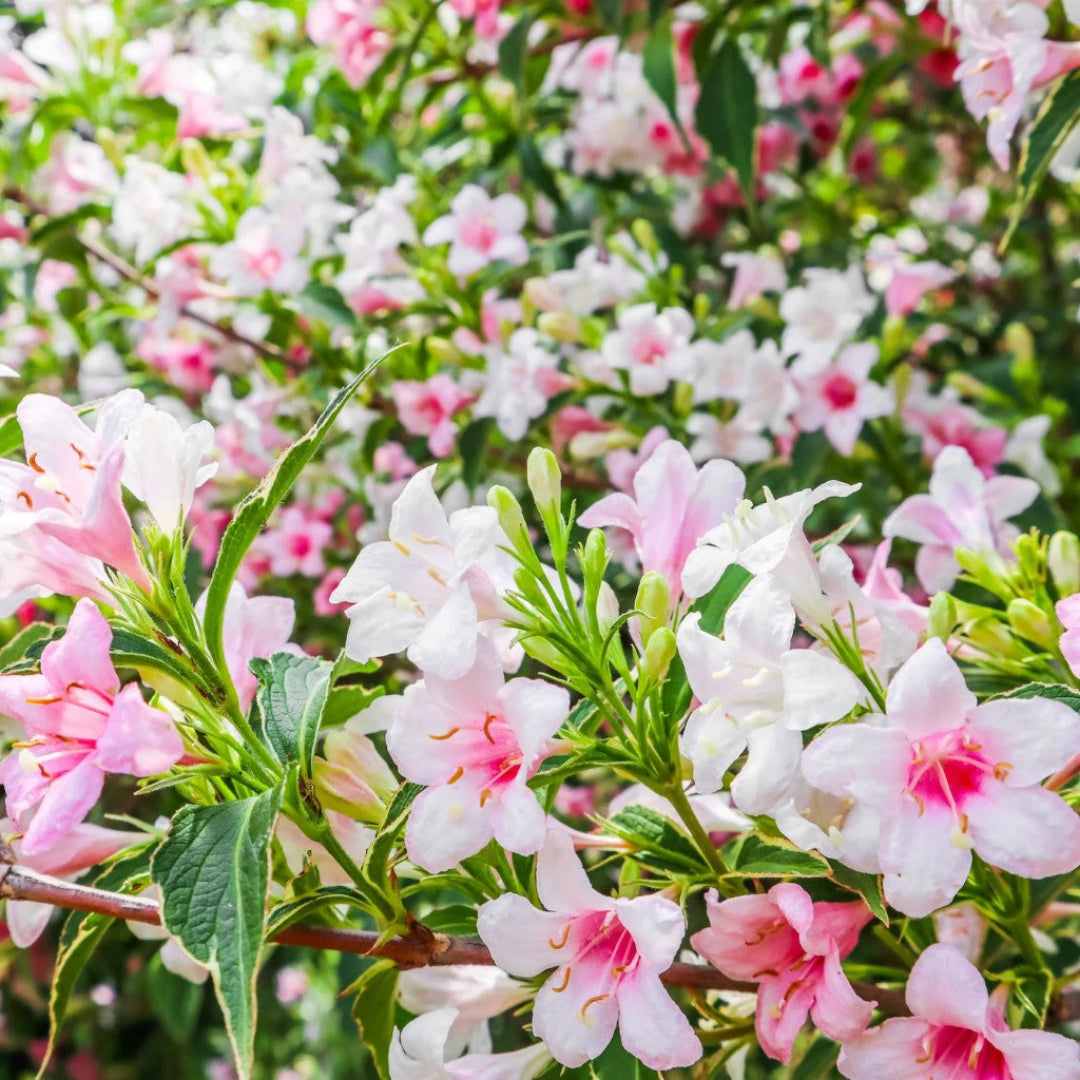 Variegated weigela shrub with cream edged leaves and pink flowers