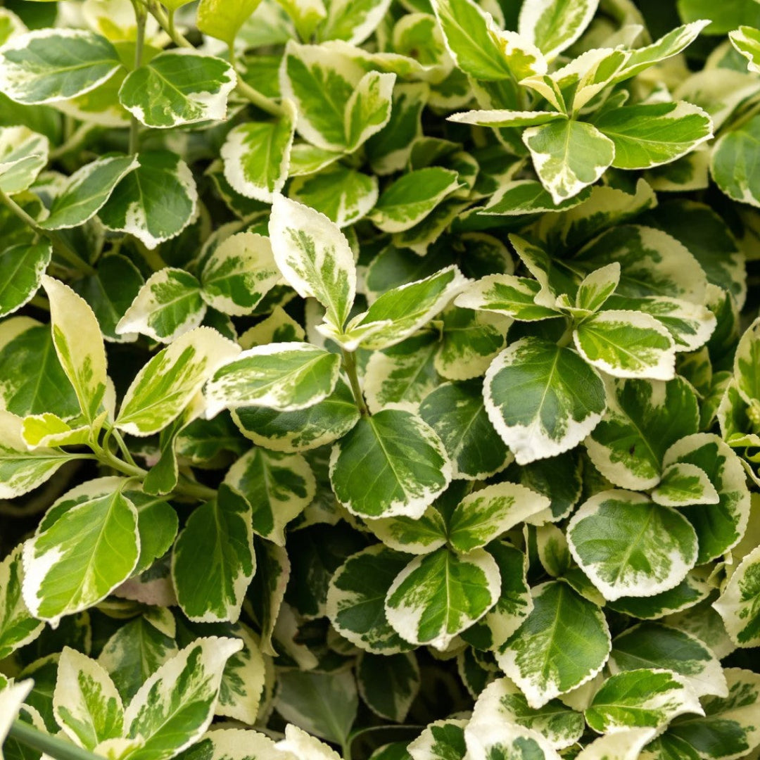 Variegated weigela showing decorative foliage and spring blooms