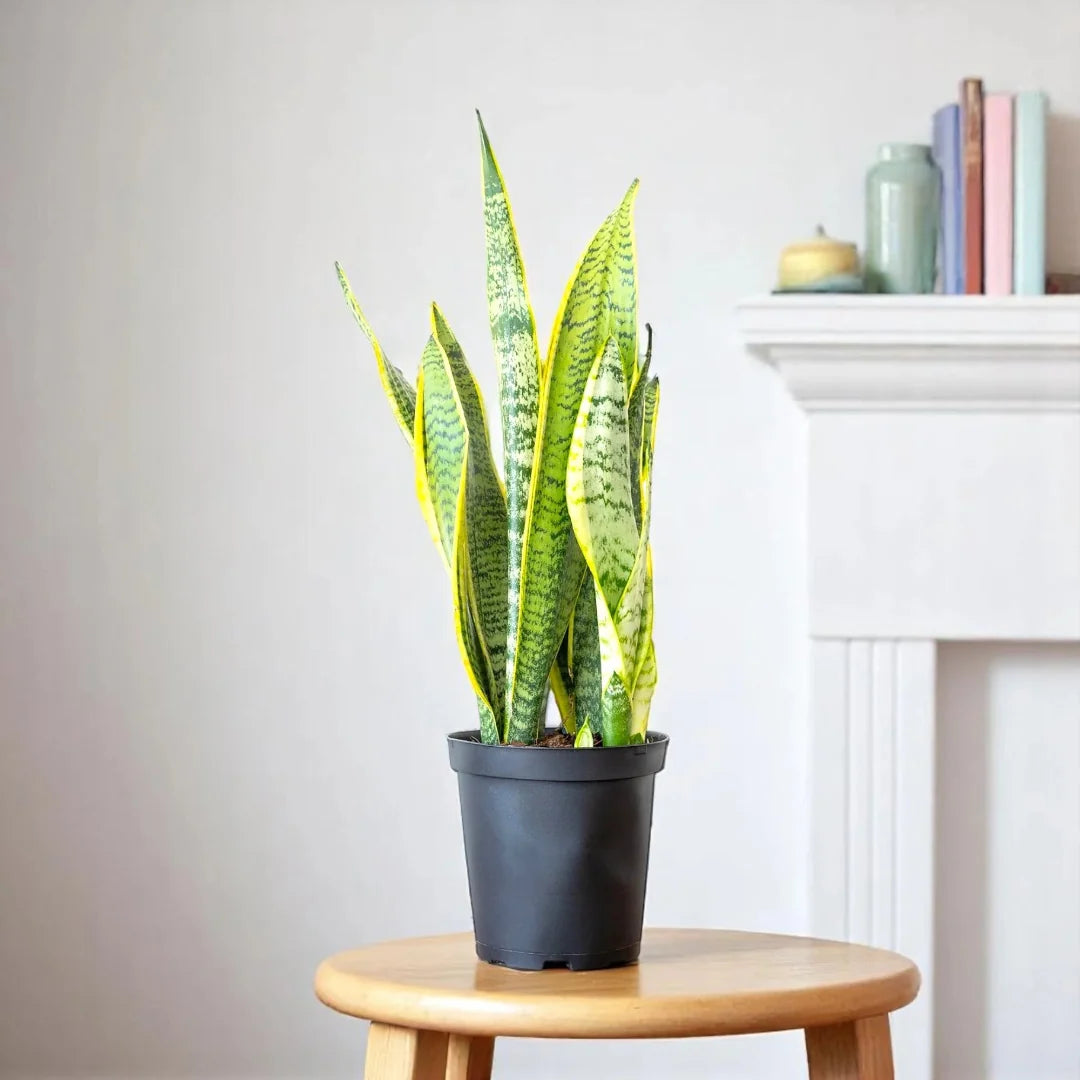 Laurentii sansevieria variegated snake plant on wooden stool