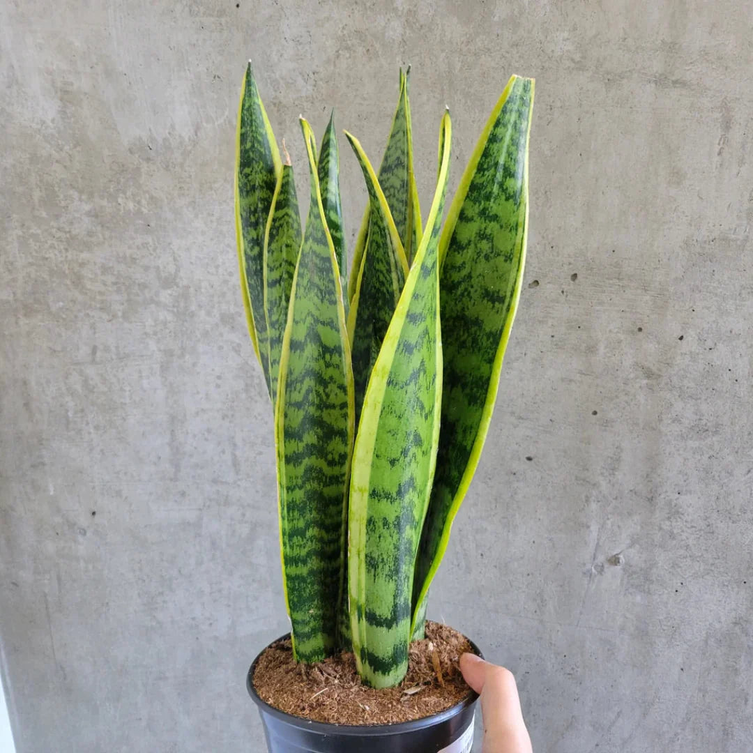 Potted sansevieria trifasciata laurentii live snake plant with yellow borders