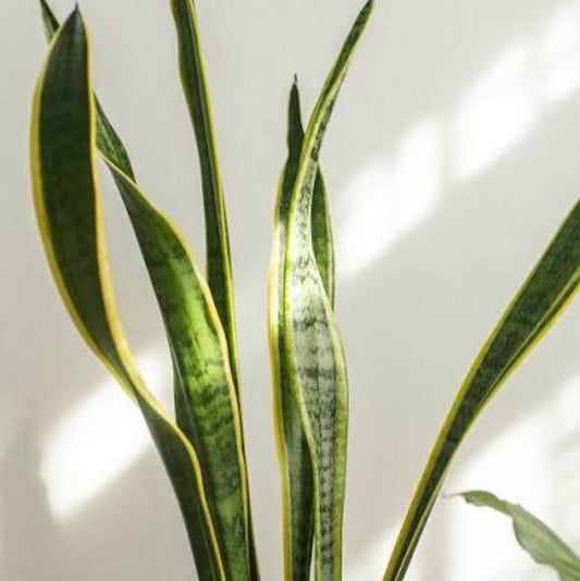 Lose up of tall variegated snake plant leaves with golden yellow edges