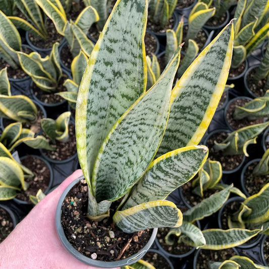 Variegated snake plant showing striped sword like foliage