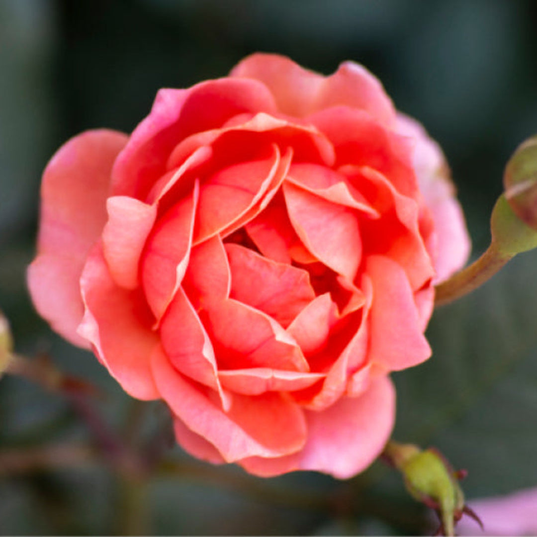 Grouped display of Coral Knock Out Rose varieties