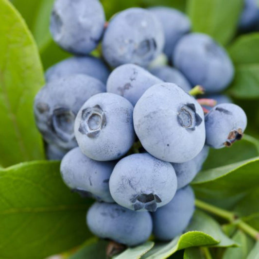 Mature Vernon Blueberry Plant producing fresh blueberries in outdoor garden setting