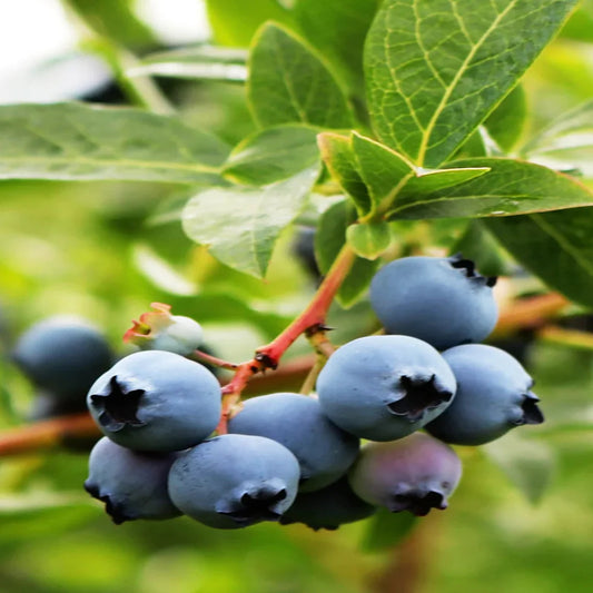 Close-up of ripe Vernon blueberries on branch showing deep blue color and fresh texture