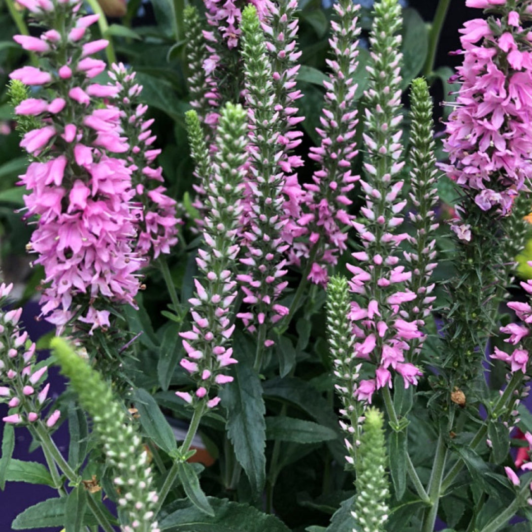 Veronica Moody Blues 'Dark Pink' – evergreen