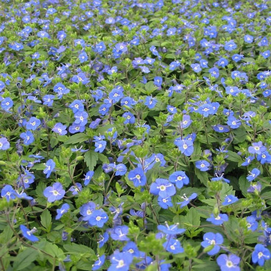 Veronica peduncularis 'Georgia Blue' Speedwell