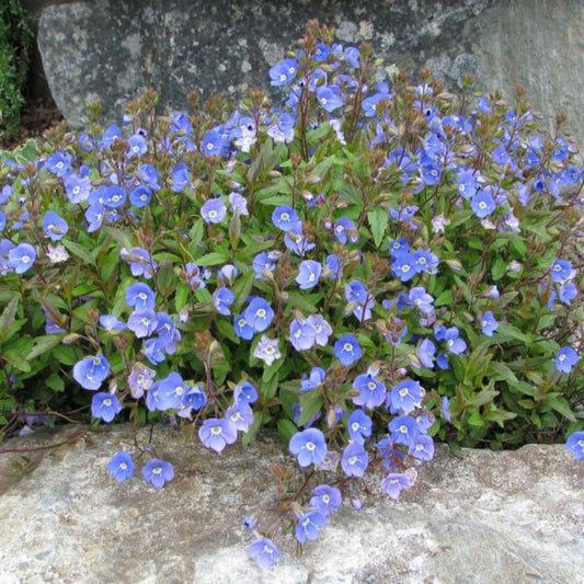 Veronica Georgia Blue blooming plant