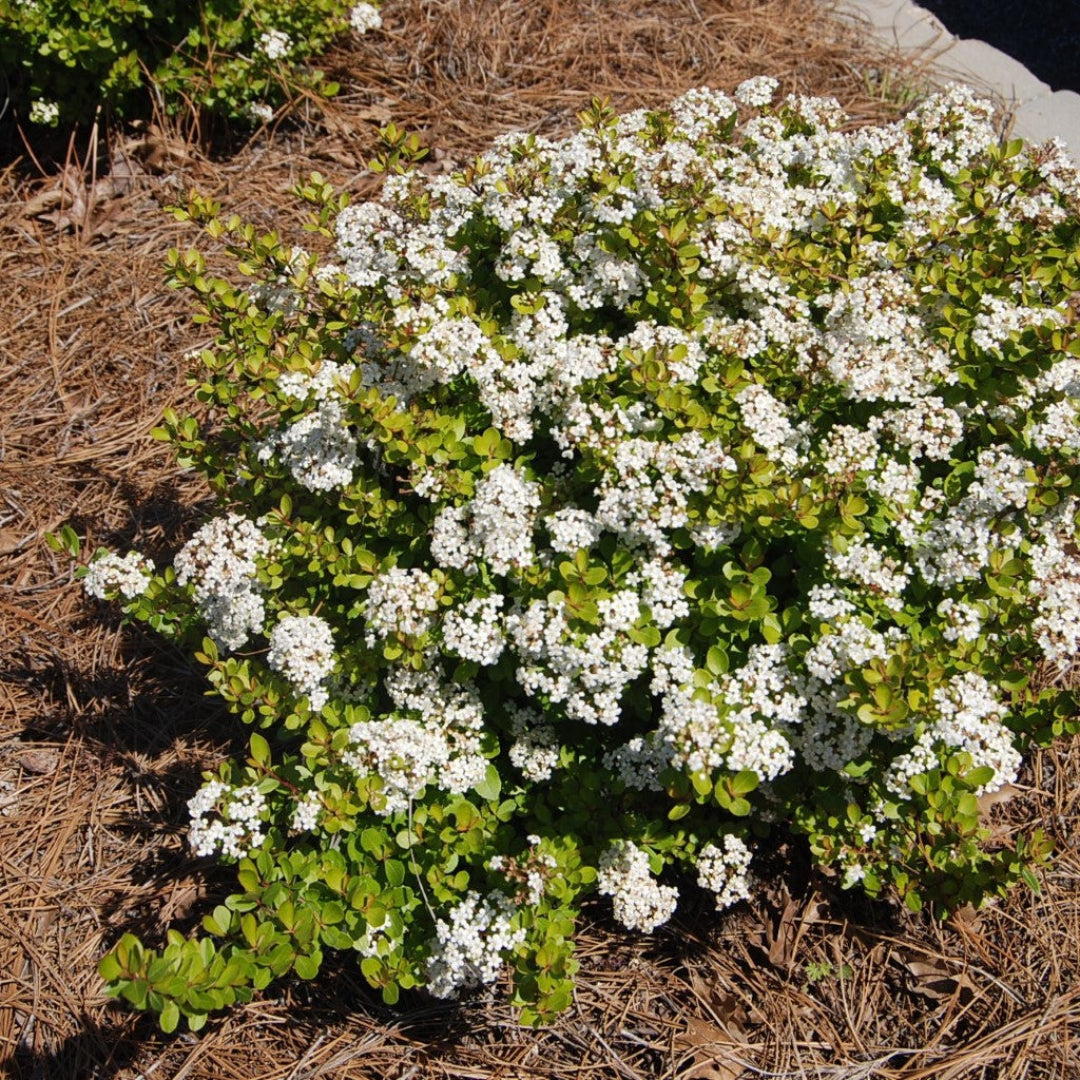 Walter’s viburnum plant – Mrs. Schiller’s Delight variety with dense green foliage