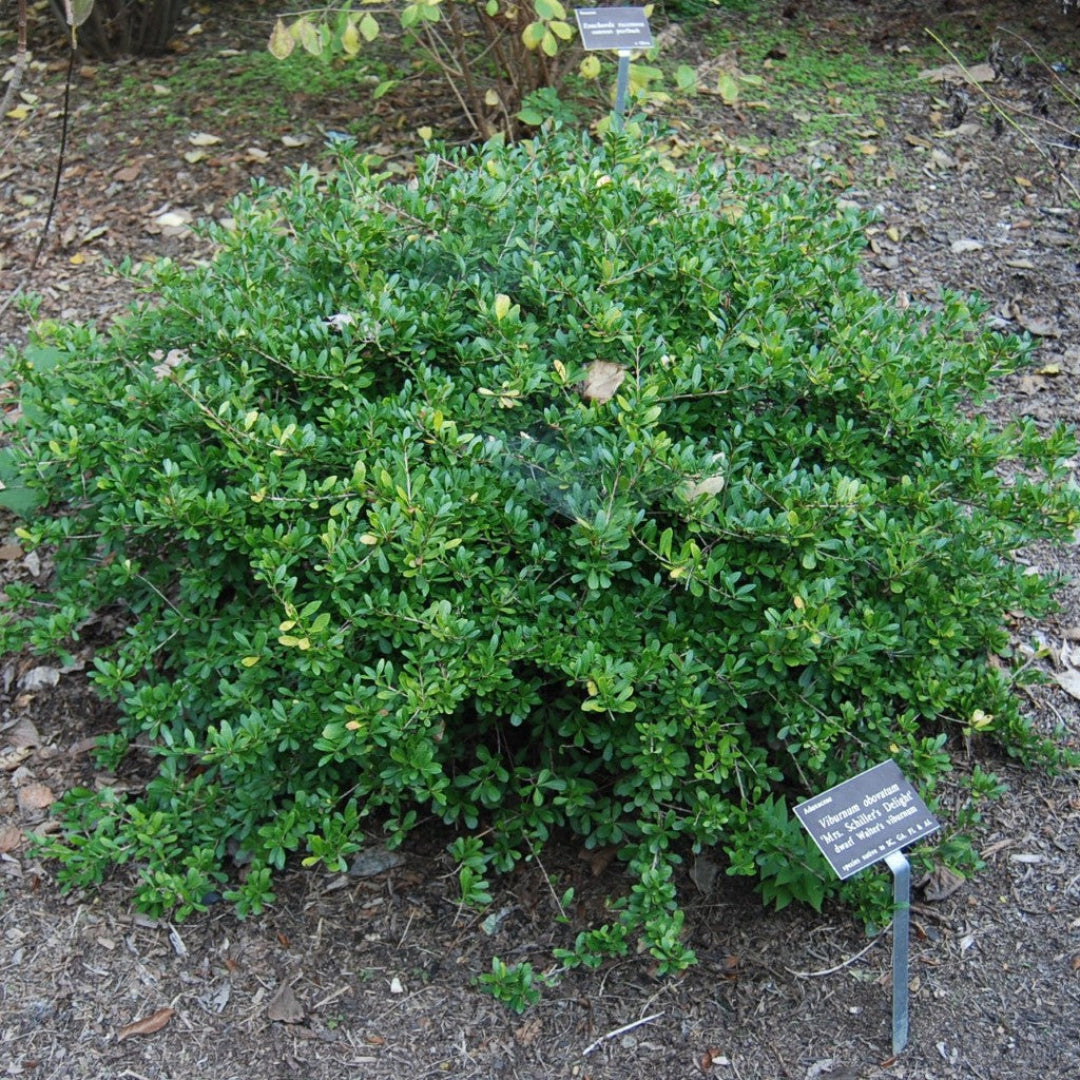 Dwarf viburnum shrub Mrs. Schiller’s Delight – perfect for small gardens and foundation plantings