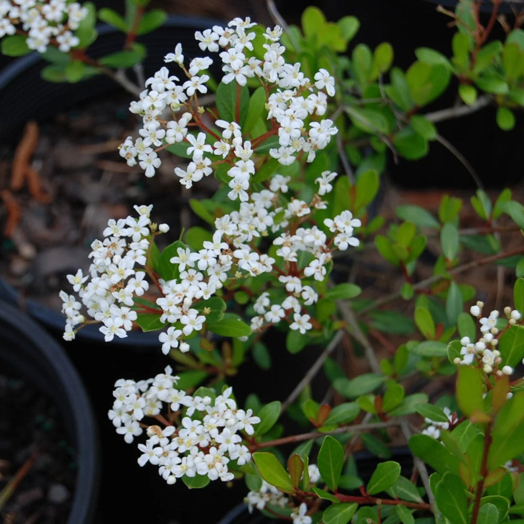 Mrs. Schiller’s Delight Walter’s Viburnum shrub with white blooms – compact viburnum plant for sale