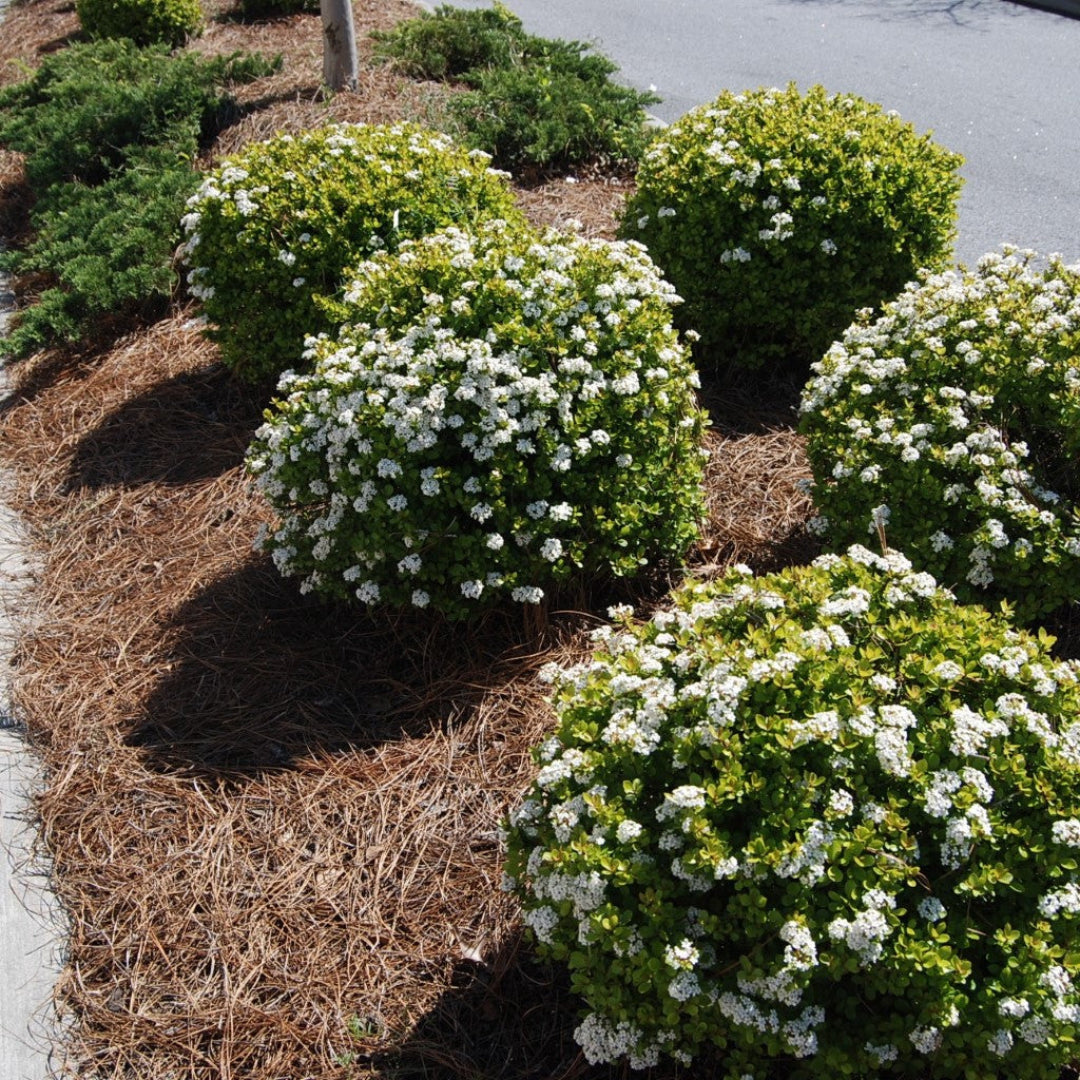 Mrs. Schiller’s Delight viburnum shrub – evergreen viburnum for hedges and borders