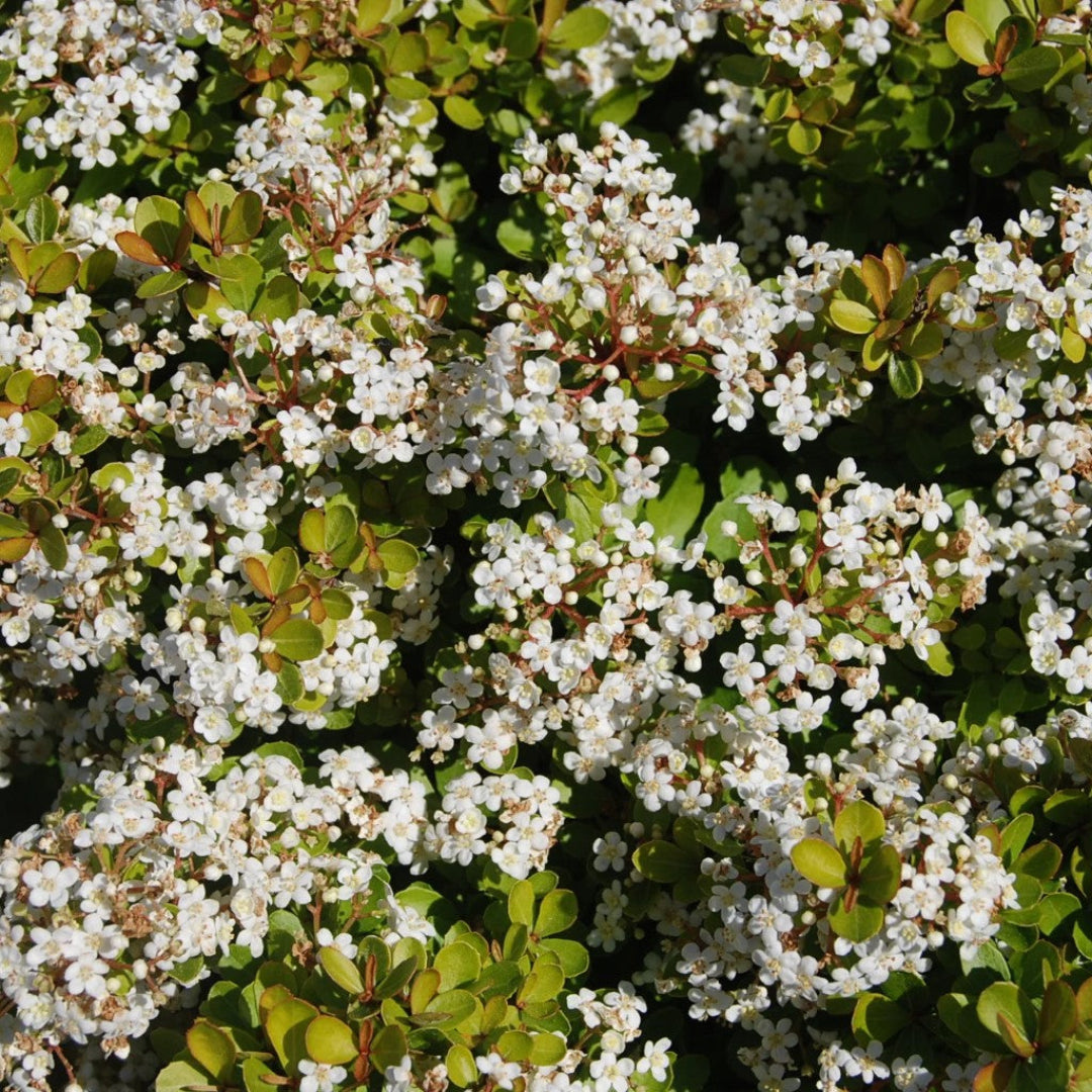 Compact viburnum bush with white viburnum flowers – easy-care evergreen shrub