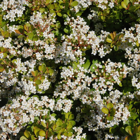 Compact viburnum bush with white viburnum flowers – easy-care evergreen shrub