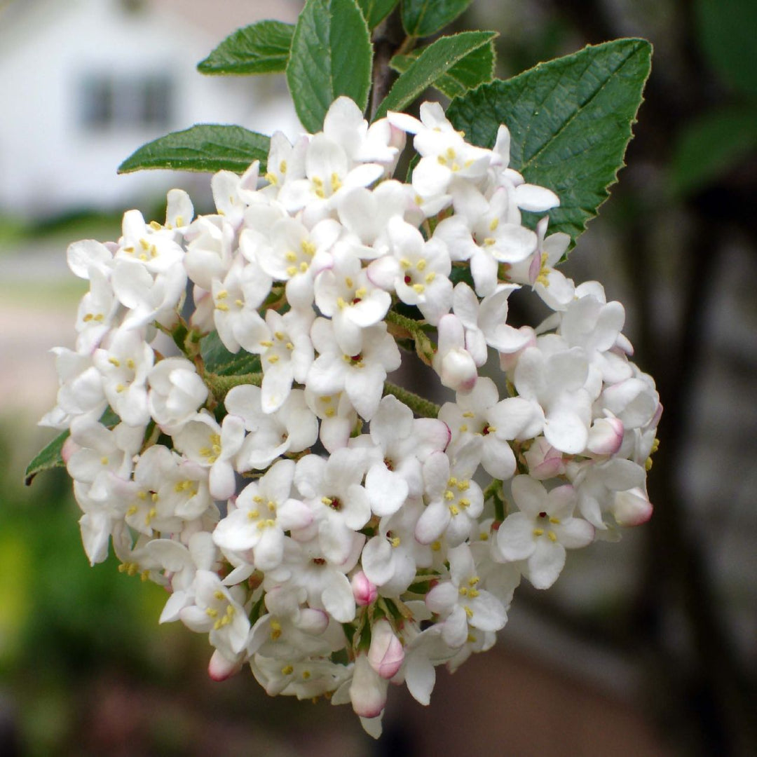Carlcephalum Viburnum Shrub with White Spring Flowers and Green Foliage
