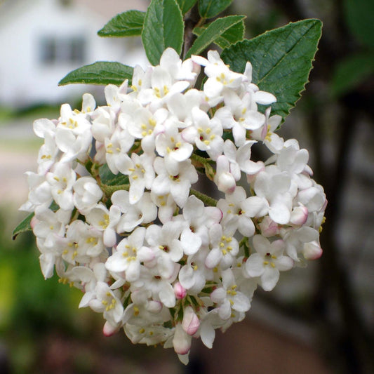 Carlcephalum Viburnum Shrub with White Spring Flowers and Green Foliage
