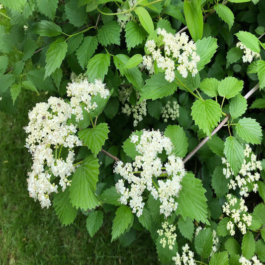 Igloo Viburnum Deciduous Shrub with Spring Flowers and Fall Color