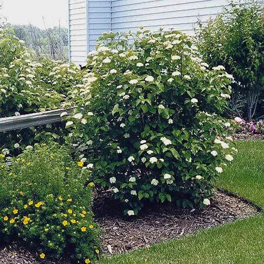 Arrowwood Viburnum Shrub Dense with Green Foliage and White Blooms