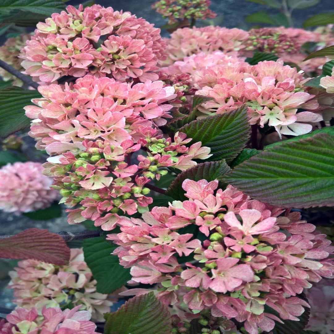 Kern's Pink Snowball Viburnum Shrub with Pink-Tinged Blooms in Spring