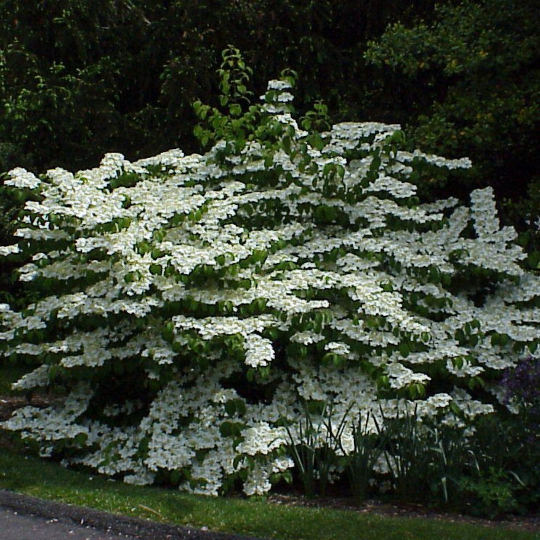 Shasta Viburnum Shrub Featuring Broad White Flower Clusters