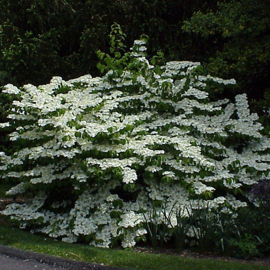 Shasta Viburnum Shrub Featuring Broad White Flower Clusters