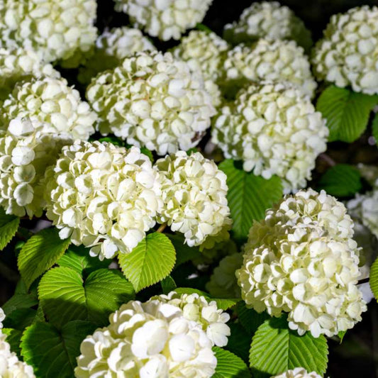Fragrant Japanese Snowball Viburnum Shrub in Full Springtime Bloom