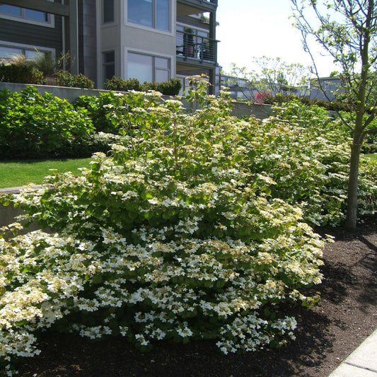 Summer Snowflake Viburnum Shrub with Bright White Flowers in Garden Beds