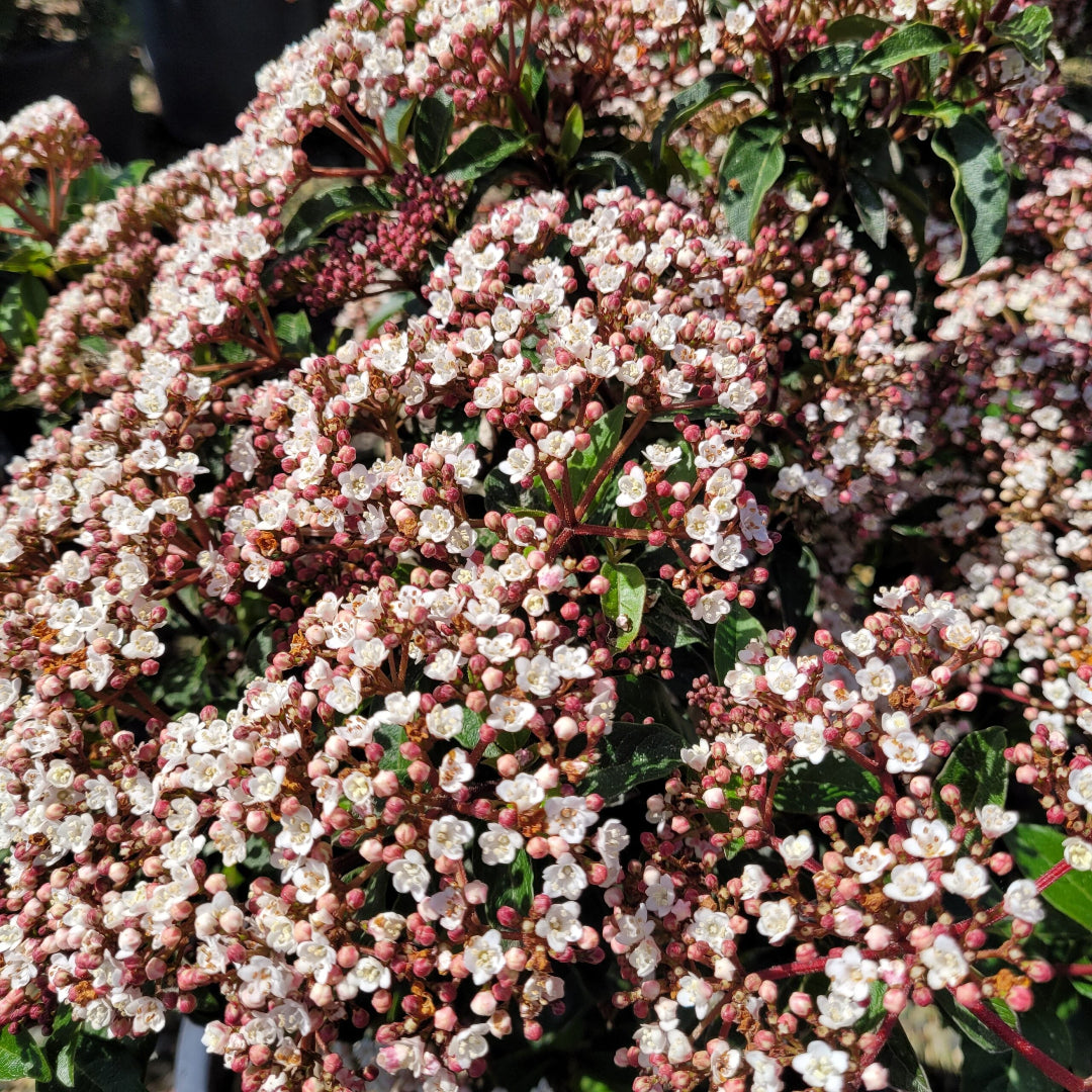 Spring Bouquet Viburnum Shrub with Year-Round Evergreen Appeal