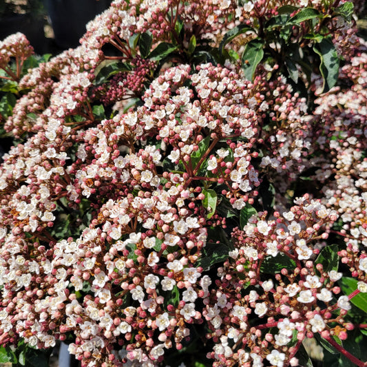 Spring Bouquet Viburnum Shrub with Year-Round Evergreen Appeal