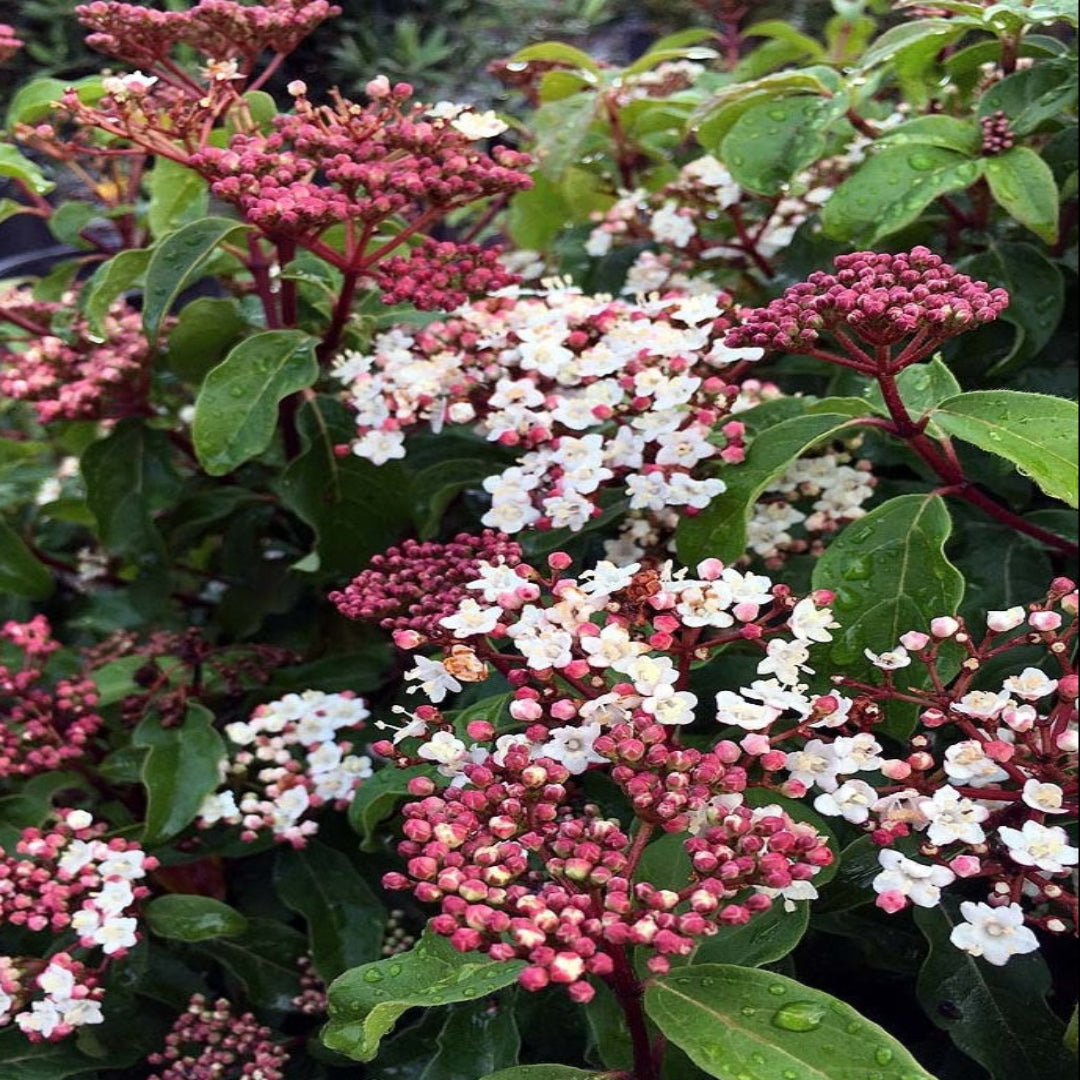 Spring Bouquet Viburnum Shrub in Full Spring Bloom in Garden Setting