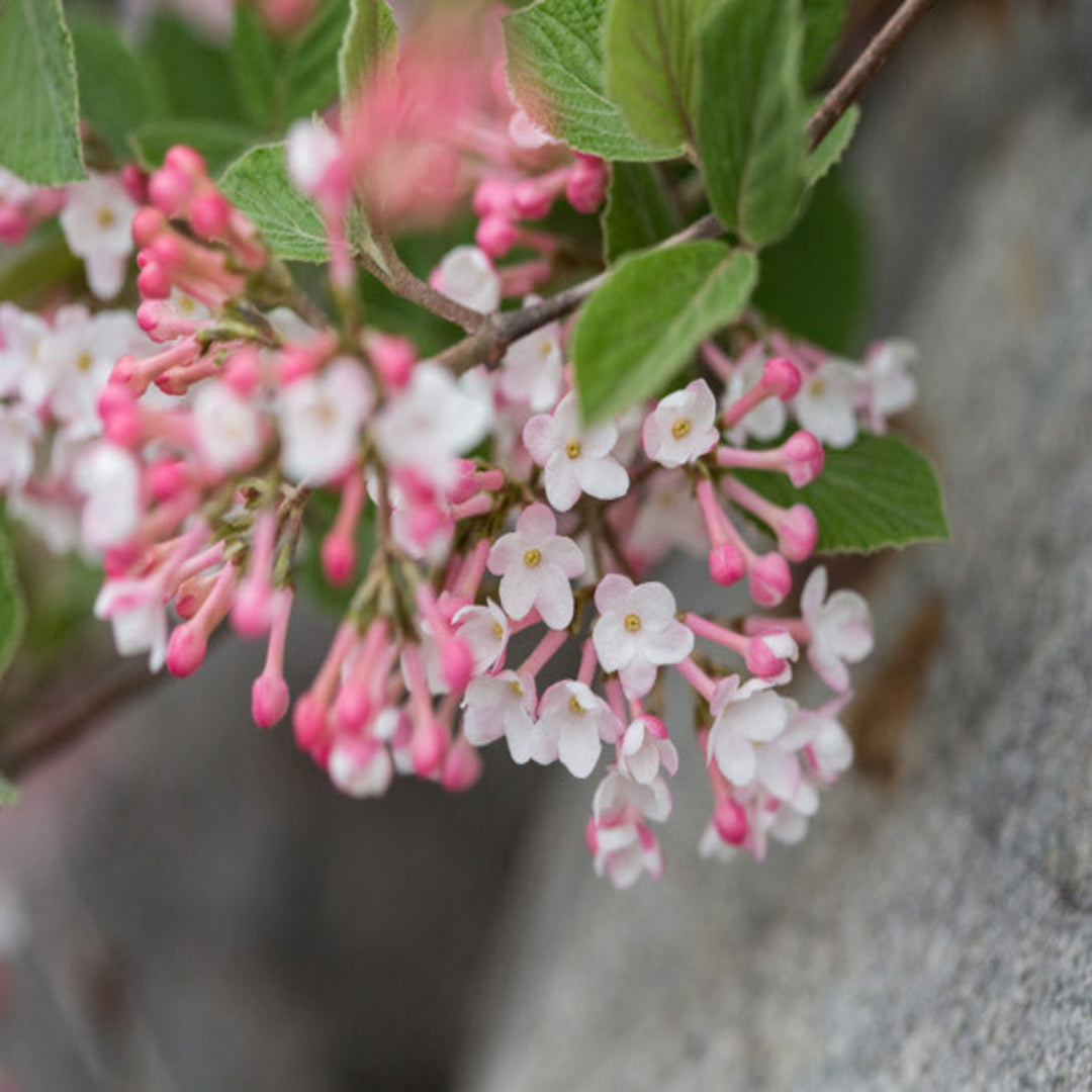 Juddii Viburnum Shrub with Pink Buds and Fragrant White Blossoms