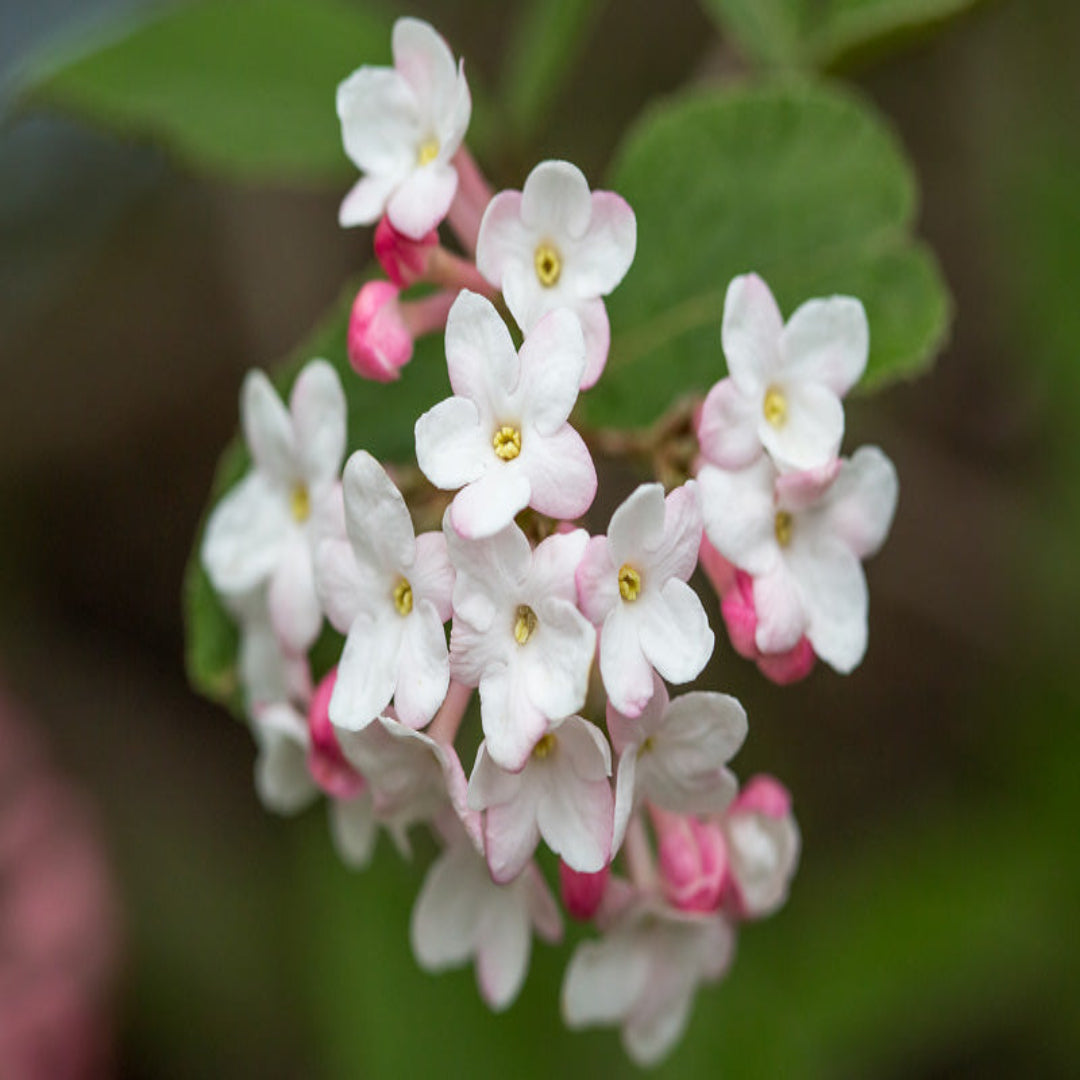  Mature Juddii Viburnum Shrub Showing Early Spring Pink-White Blooms