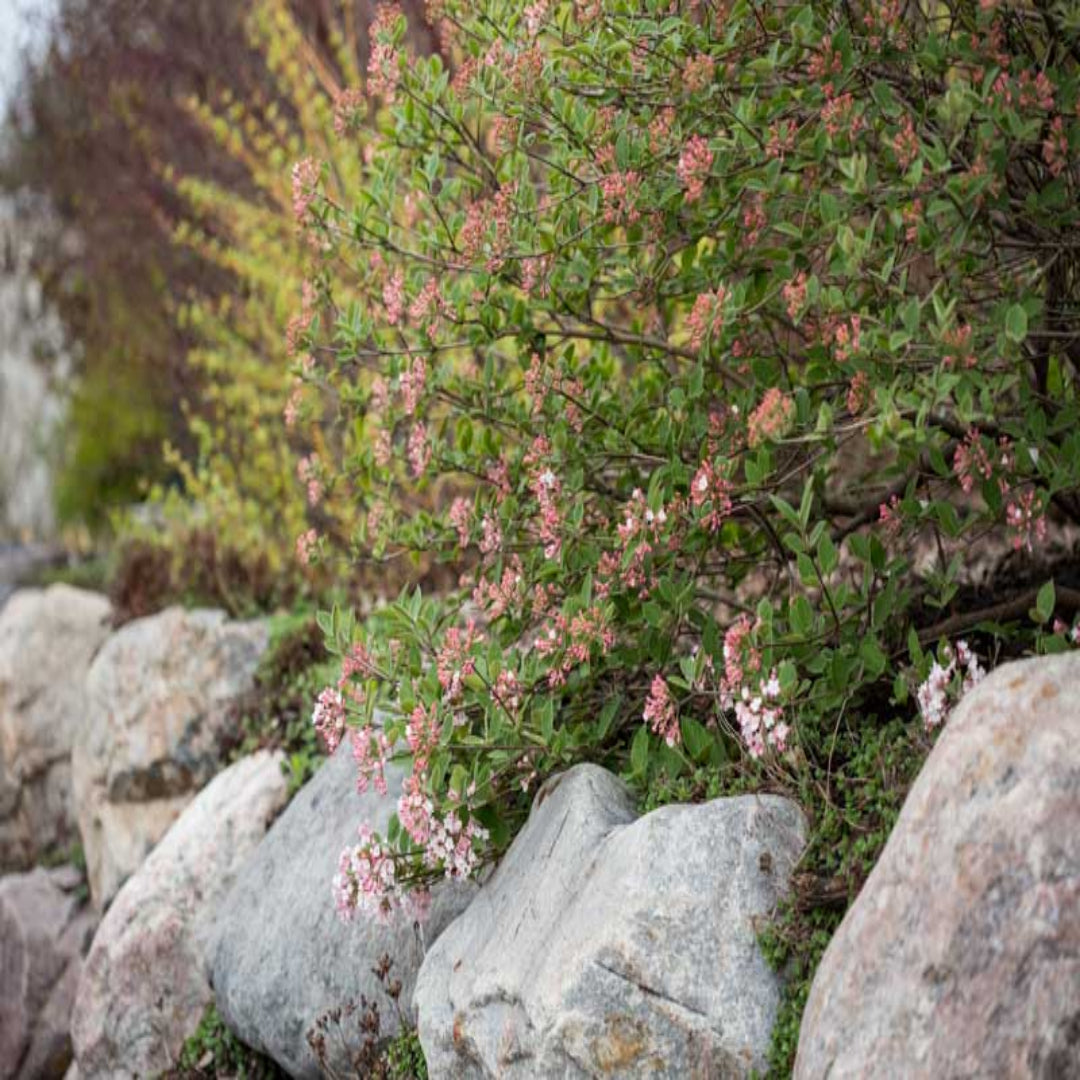 Juddii Viburnum Shrub in Bloom with White Flower Clusters and Green Leaves