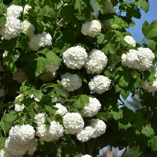Eastern Snowball Viburnum Shrub with Round White Flower Heads and Lush Leaves