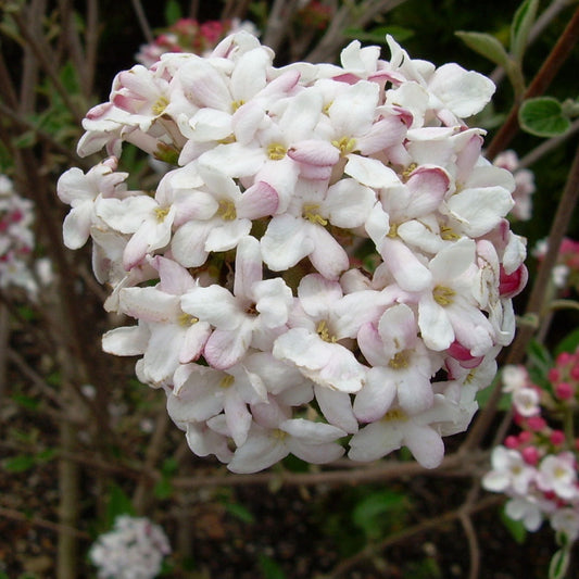 Spring Blooming Mohawk Viburnum Shrub with Pink Buds and White Clusters