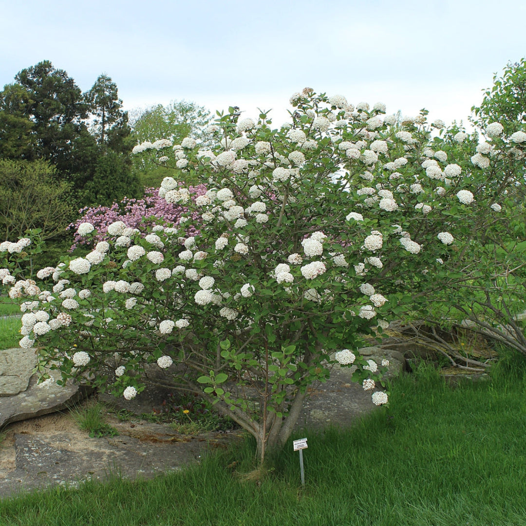 Close-Up of Carlessi Viburnum Shrub White Blossoms and Dark Green Leaves