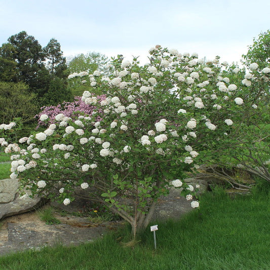 Close-Up of Carlessi Viburnum Shrub White Blossoms and Dark Green Leaves