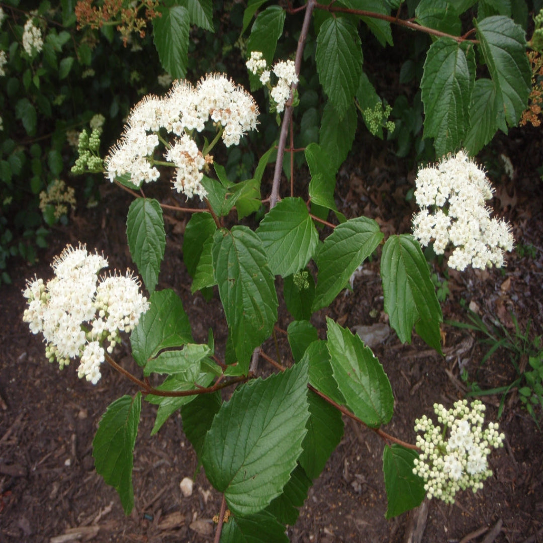 Mature Igloo Viburnum Shrub with White Flowers in a Summer Landscape