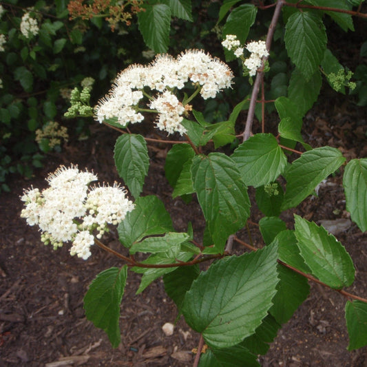 Arrowwood Viburnum Shrub Blooming with Flat-Topped White Flower Clusters