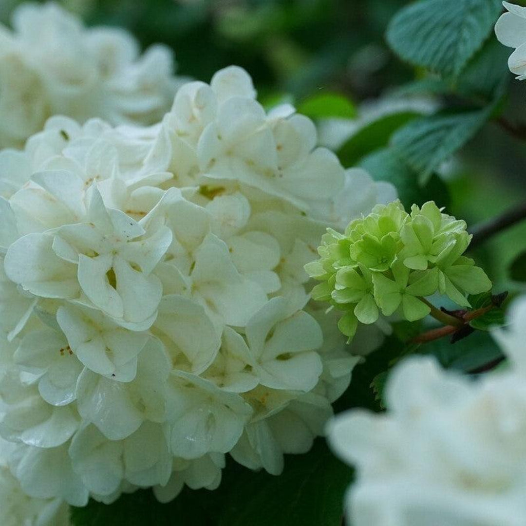 Lime Martini Viburnum Bush – Vibrant Foliage and White Spring Blooms