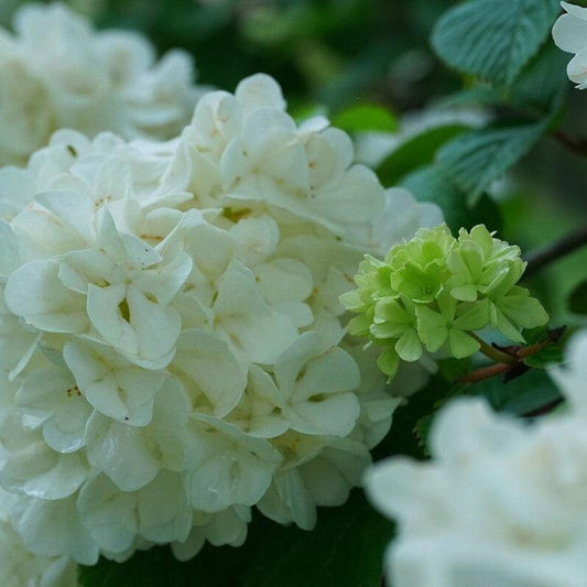 Lime Martini Viburnum Bush – Vibrant Foliage and White Spring Blooms