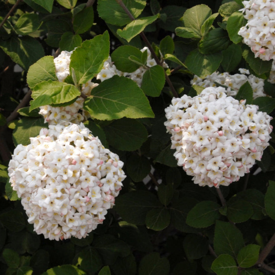 Blooming Carlessi Viburnum Shrub with Pink Buds and Green Foliage