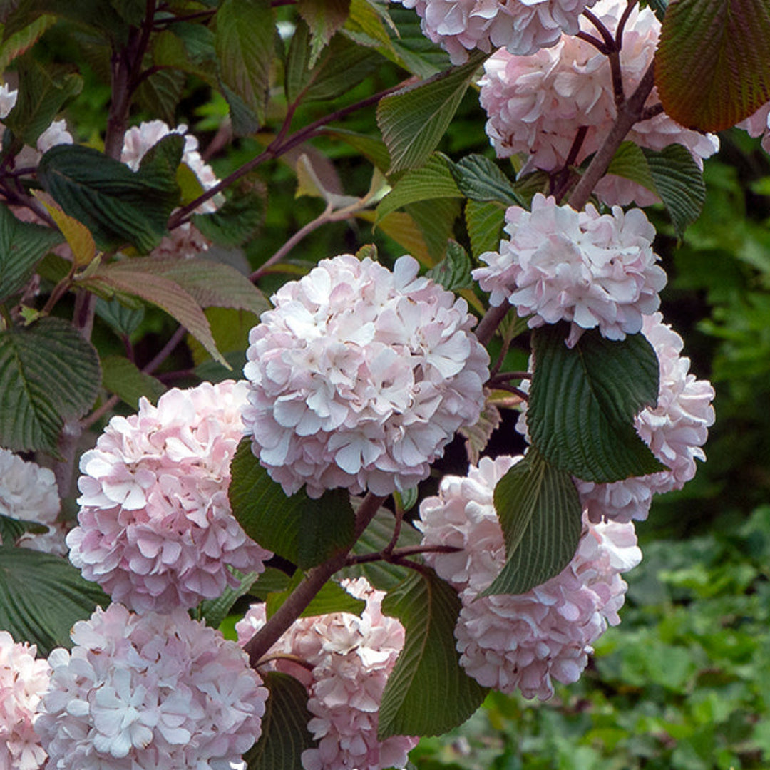 Kern's Pink Snowball Viburnum Shrub in Full Bloom with Lush Green Foliage