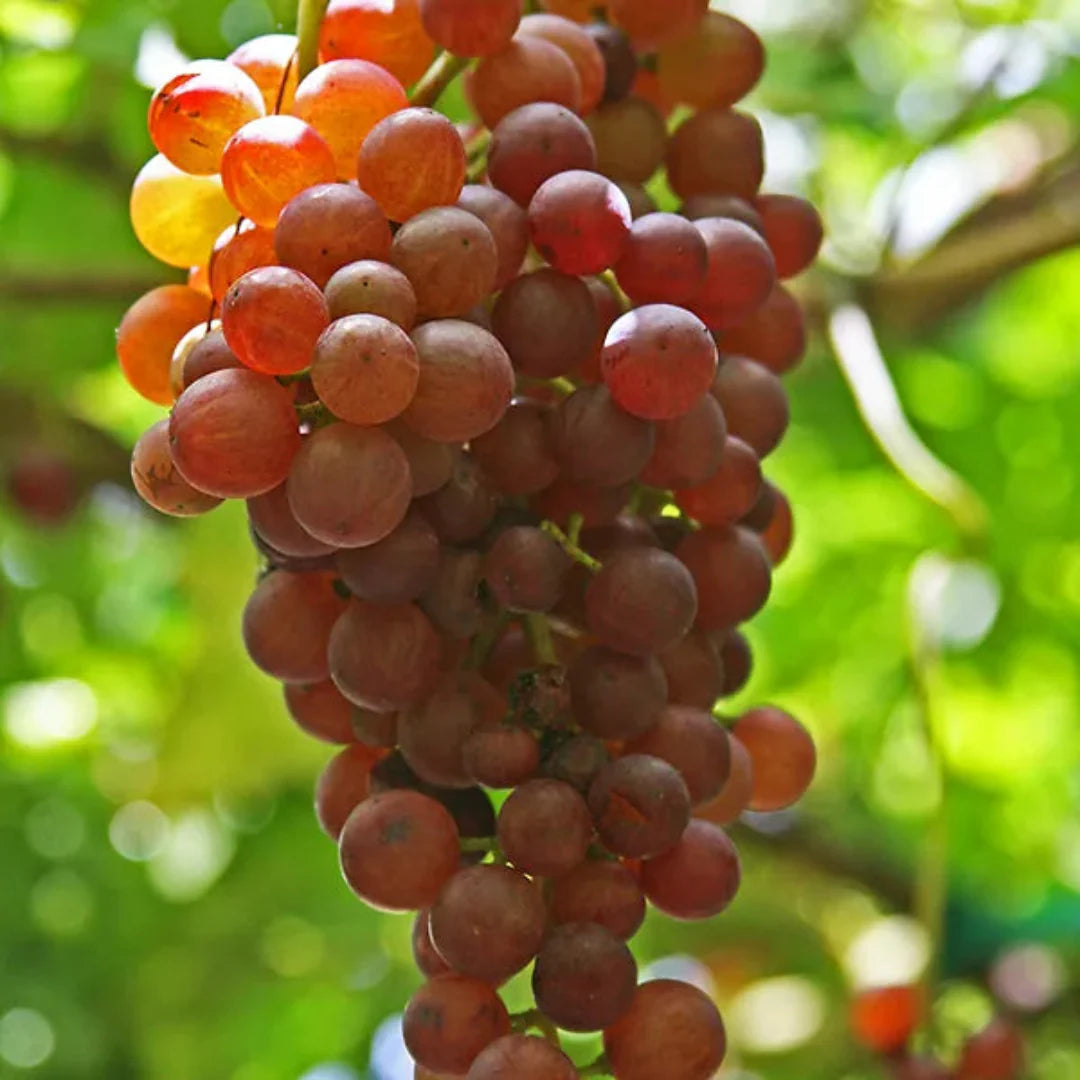 Close-up of Victoria Red seeded grapes with rich red skin color
