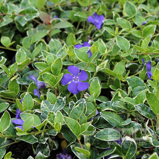 Vinca Minor 'Ralph Shugart Periwinkle 10 Count Flat of 4" Pots – evergreen