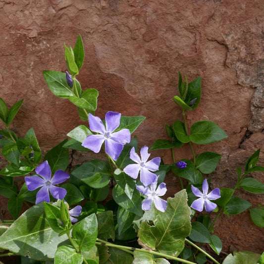 Vinca major periwinkle flowers and lush green leaves close-up