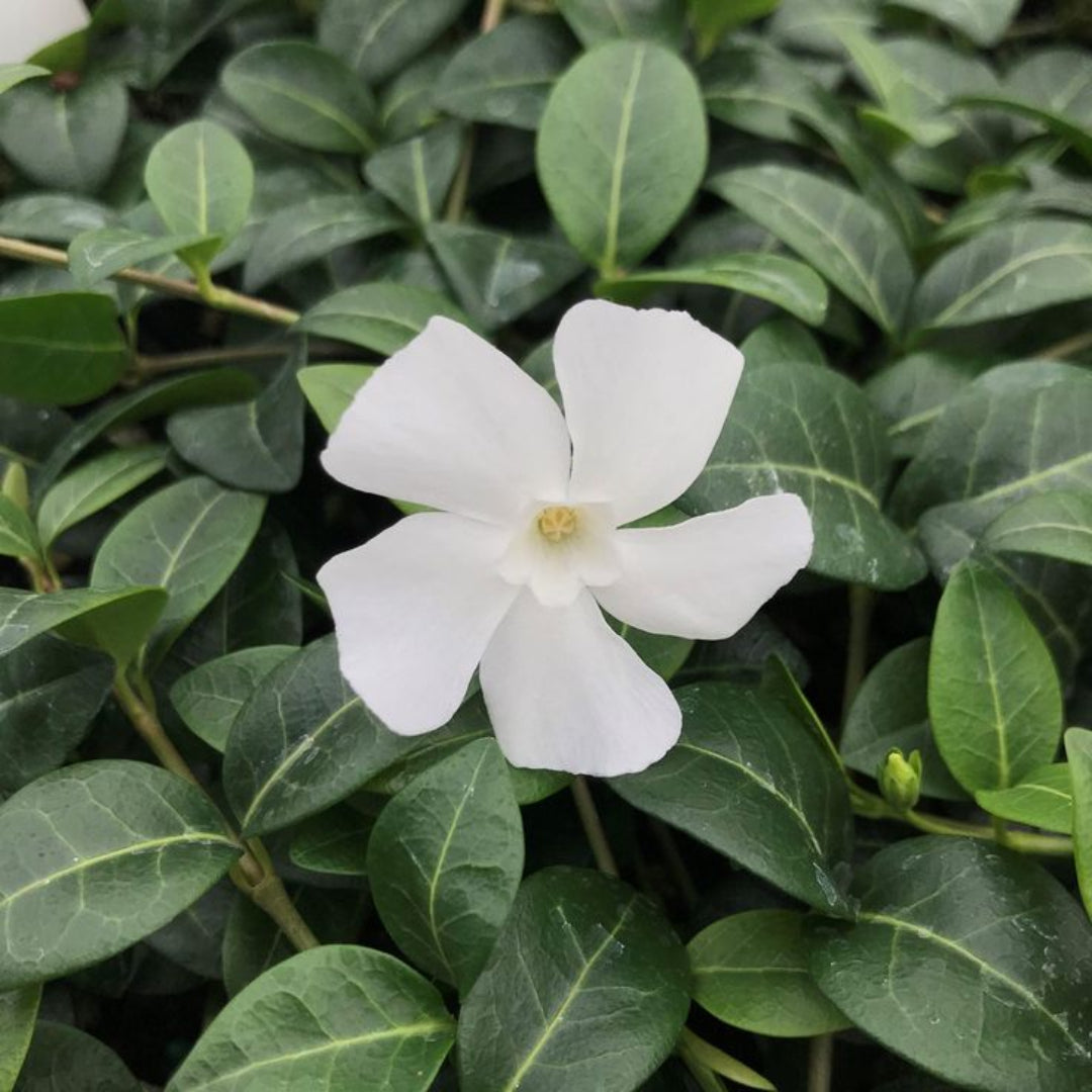 Vinca minor 'Alba' – flowering shrub