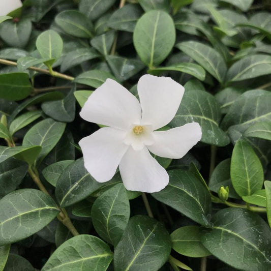 Vinca minor 'Alba' – flowering shrub