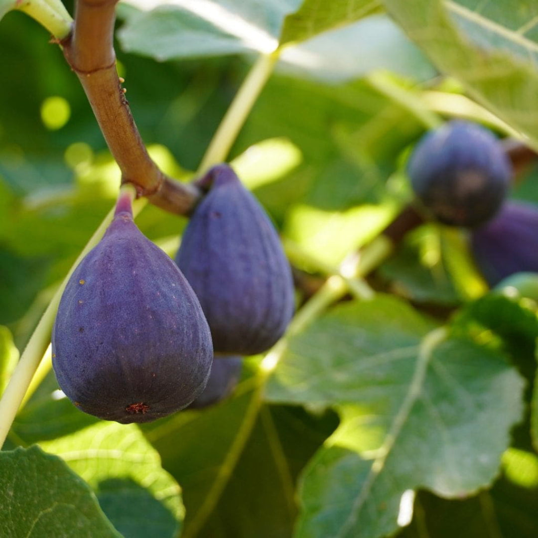 Bordeaux Fig Tree growing with dark purple figs